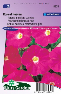 Fleur Petunia nana compacta Rose du ciel rose 10,000 graines en vrac