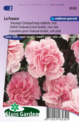 Oeillet perpétuel à fleur géante Chabaud varié