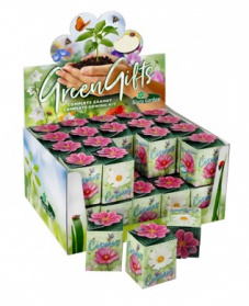 Greengift, Cosmea 40 pcs en showbox