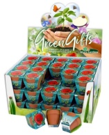 Terra Cotta Showbox Pavot Coquelicot 60x