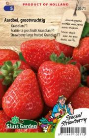 Fraisier à gros fruits Grandian F1