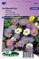 Aster vivace, L'Aster des Alpes