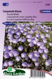 Campanule des monts Carpathes Bleu