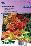 Coleus hybrides Rainbow Mix