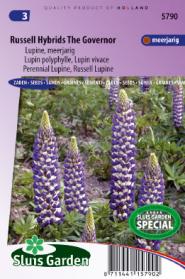 Lupin polyphylle vivace Russell Hybrids The Governer