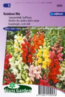 Muflier des Jardins demi-naine Rainbow mix