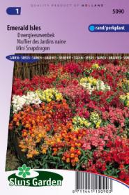Muflier des Jardins naine Emerald Isles Mix