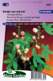 Ne-me-toucher-pas, La plante qui bouge