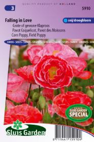 Pavot Coquelicot, Pavot des Moissons Falling in Love