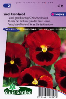 Pensée des Jardins à grandes fleurs Suisse Alpenglow - Graines de fleurs  bisannuelles - Produits - Grainesdehollande.fr