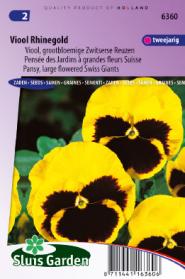 Pensée des Jardins à grandes fleurs Suisse Rhinegold