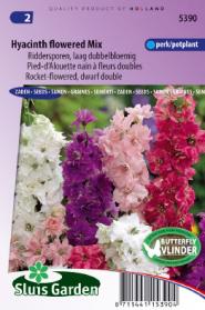 Pied d'Alouette nain à fleurs doubles Hyacinth Flowered Mix