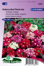 Verveine des Jardins compacta Ideal Florist Mix