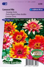 Zinnia élégant à fleurs doubles Caroussel Mix